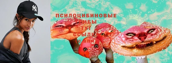 ПСИЛОЦИБИНОВЫЕ ГРИБЫ Новозыбков